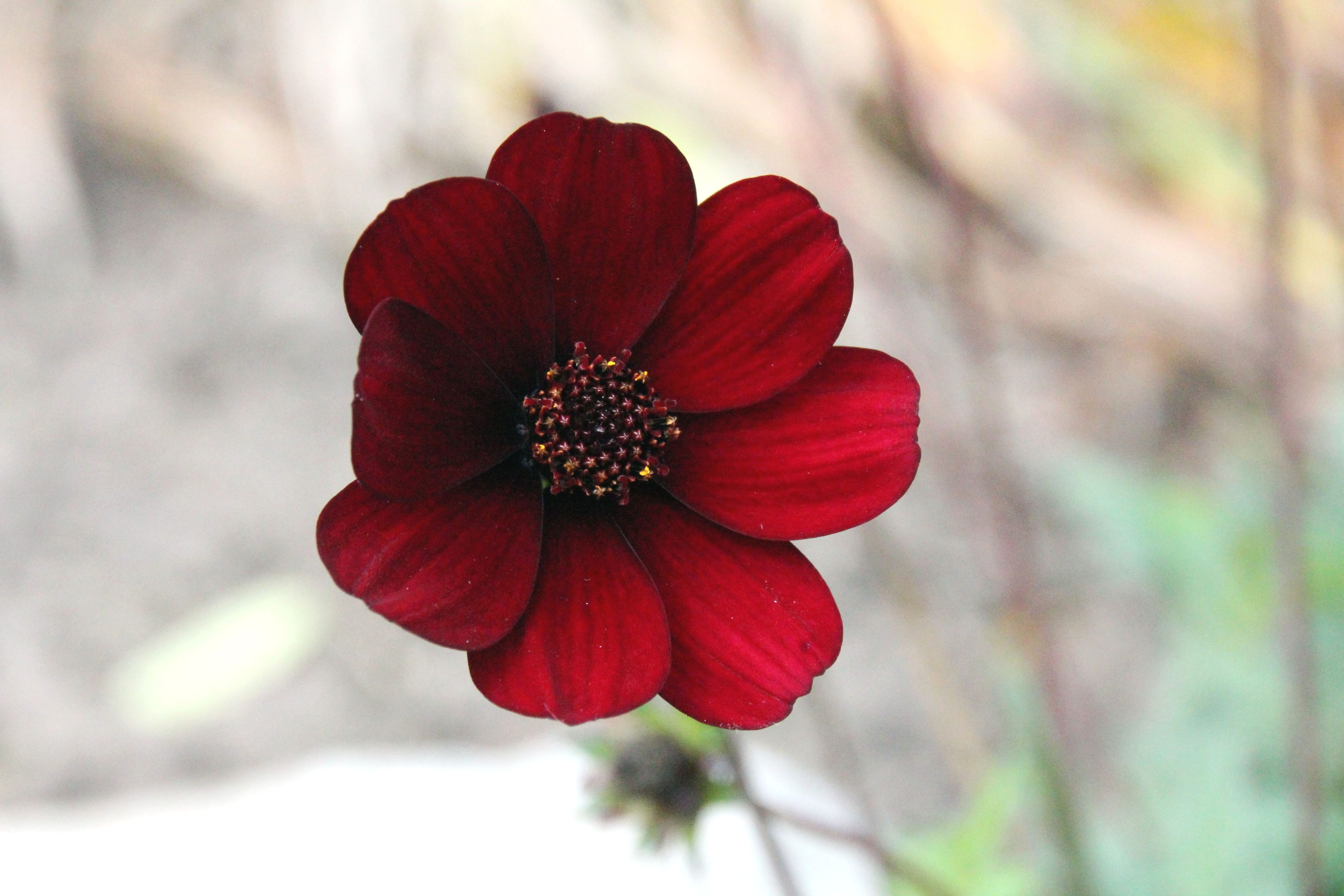 red and black flower