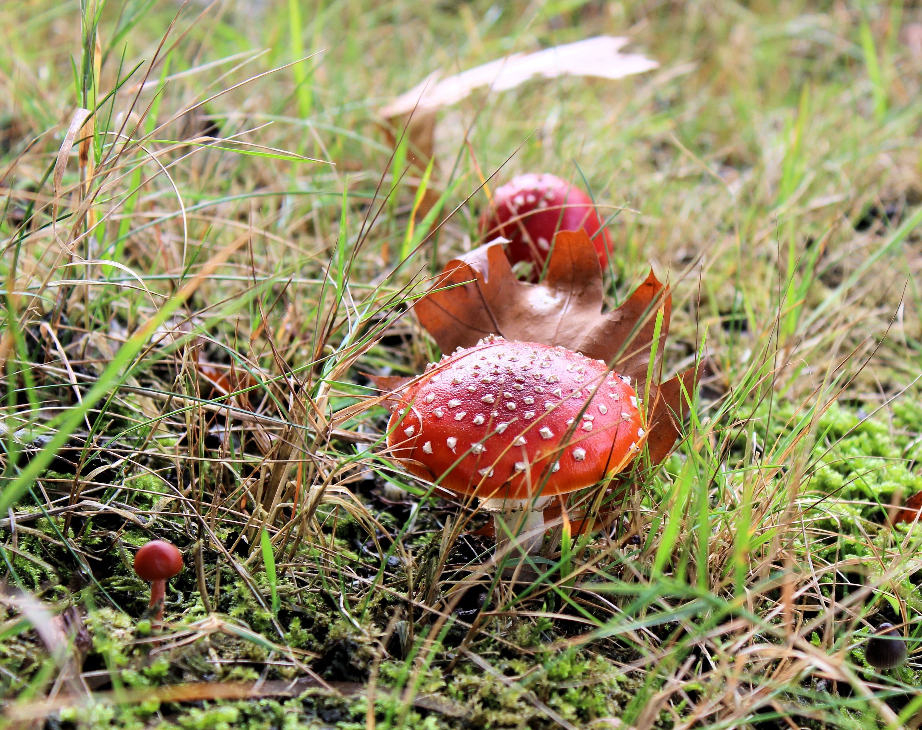 red and brown mushroom