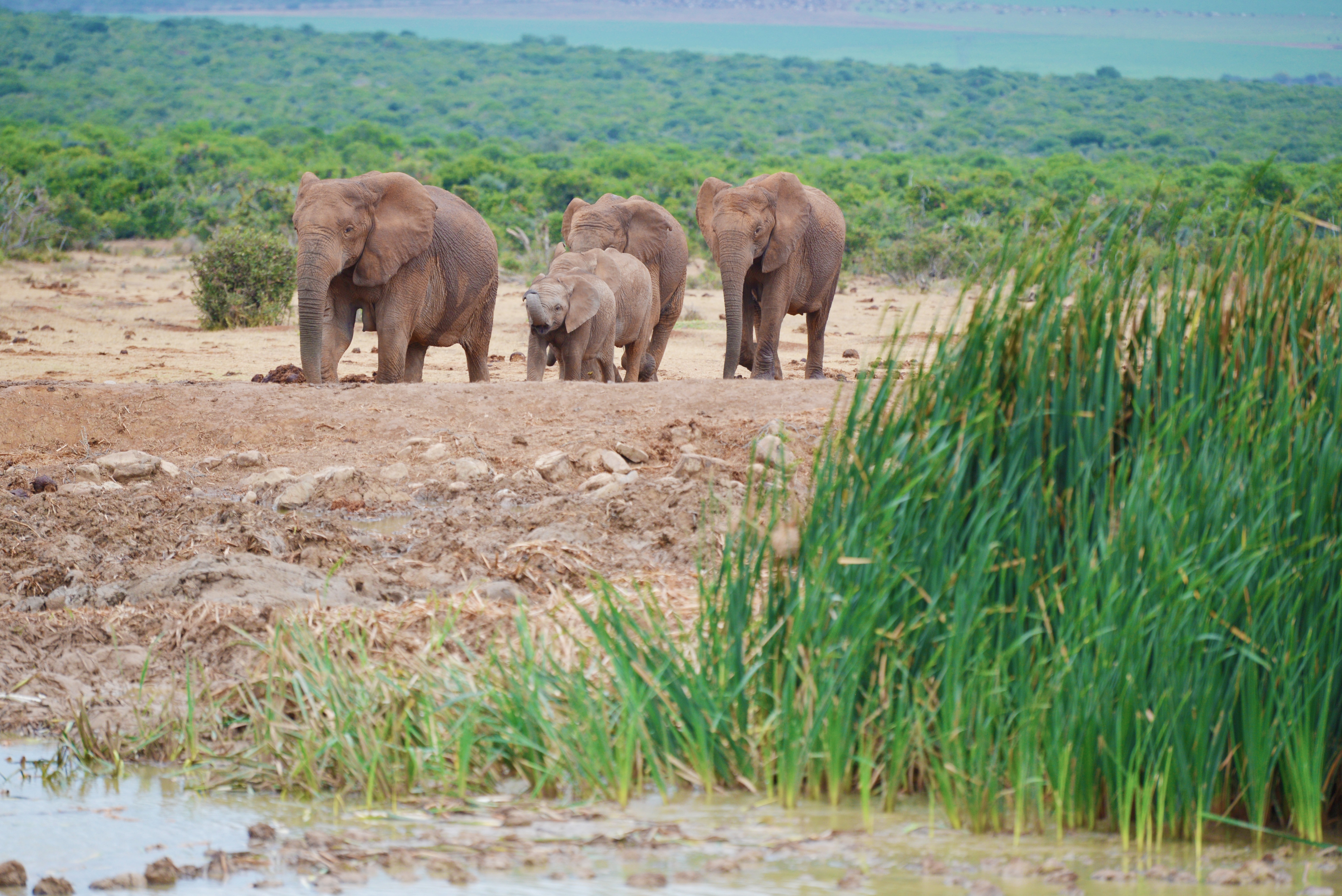 Сколько диких слонов. Национальный парк слонов Аддо. Слоны в саванне. Животные саванны. Слон ЮАР.