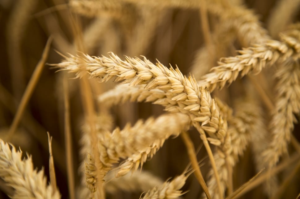 selective focus photography of wheat preview