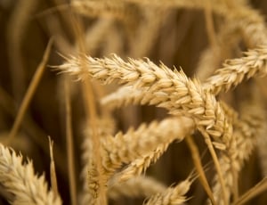 selective focus photography of wheat thumbnail