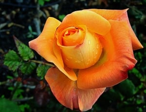 Nature, Rosa, Flower, flower, petal thumbnail