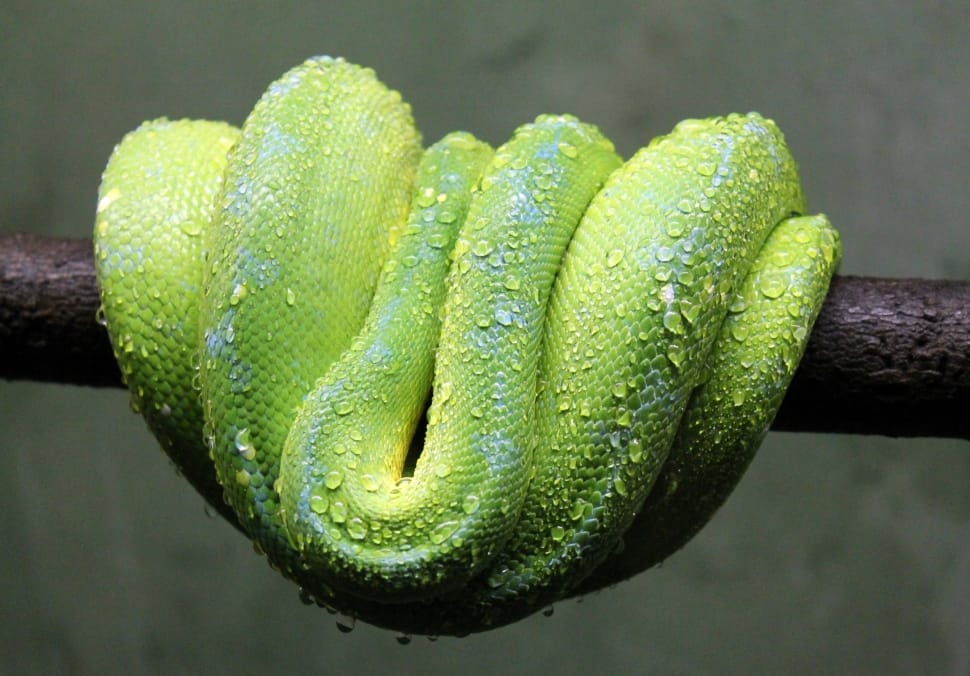 Green, Snake, Reptile, Wildlife, Animal, green color, close-up preview