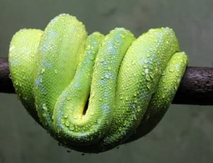 Green, Snake, Reptile, Wildlife, Animal, green color, close-up thumbnail