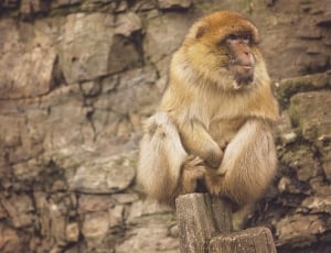 Brown Monkey Sitting on Brown Wood thumbnail