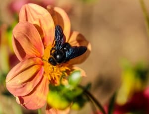 carpenter bee on pink flower thumbnail