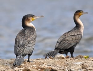 2 crested cormorants thumbnail