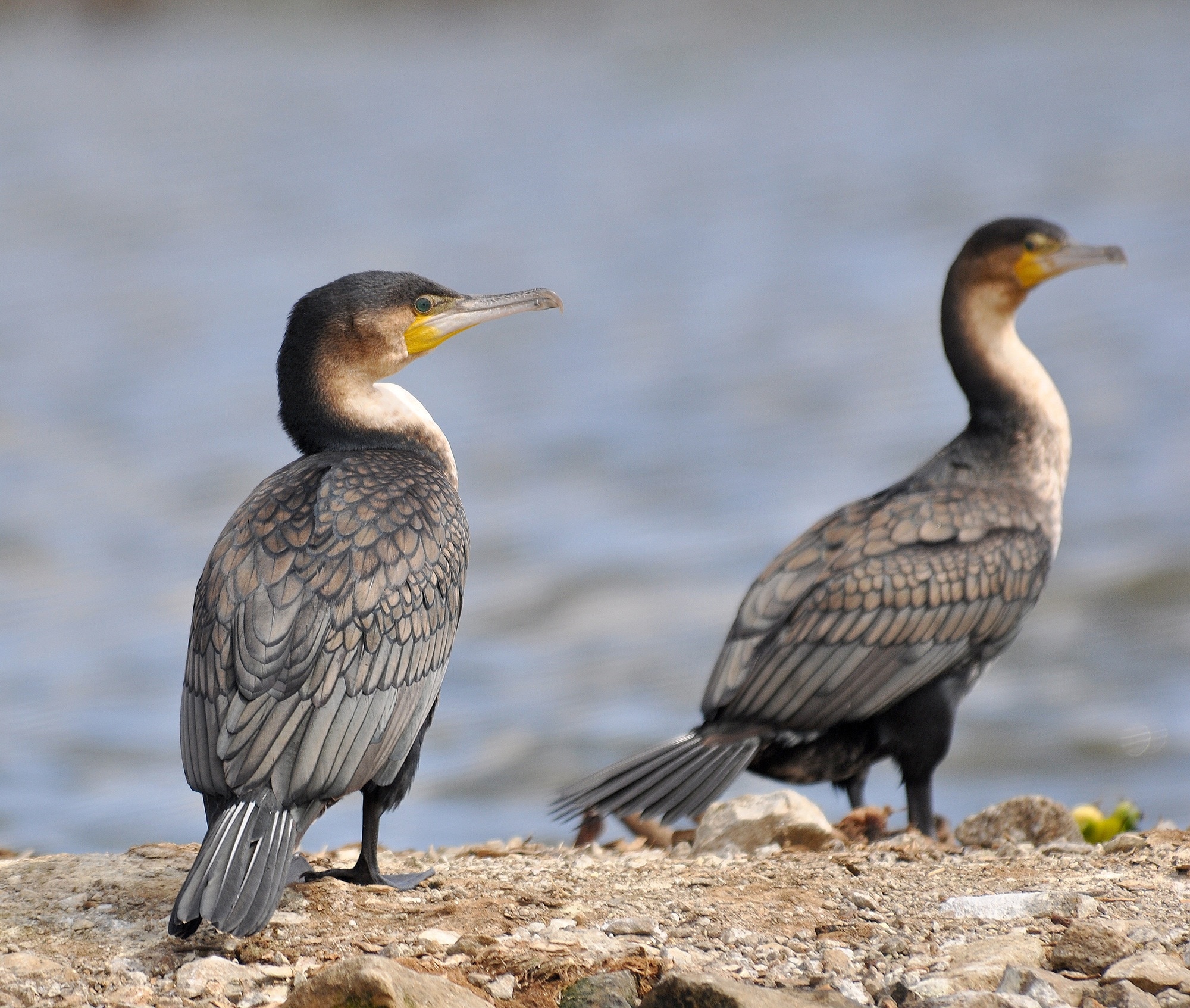 2 crested cormorants
