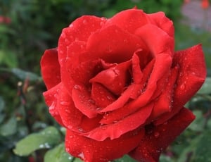 Red Rose, Single, Red, Green, Rose, flower, nature thumbnail