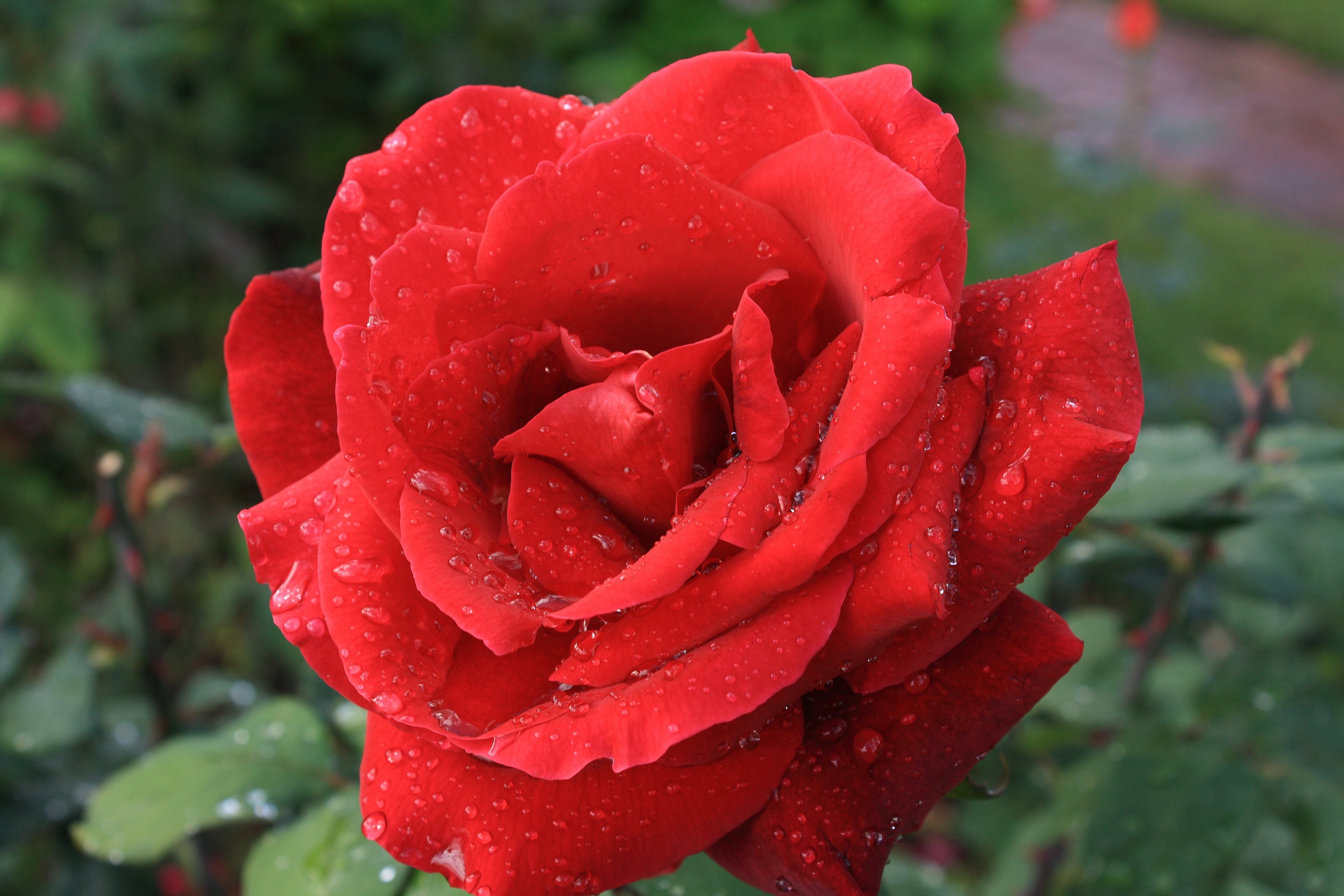 Red Rose, Single, Red, Green, Rose, flower, nature