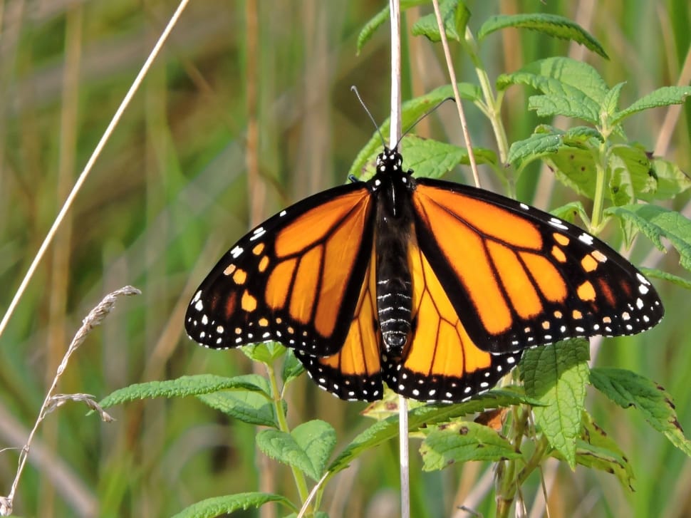 Monarch, Butterfly, Monarch Butterfly, insect, butterfly - insect preview