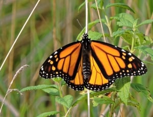Monarch, Butterfly, Monarch Butterfly, insect, butterfly - insect thumbnail