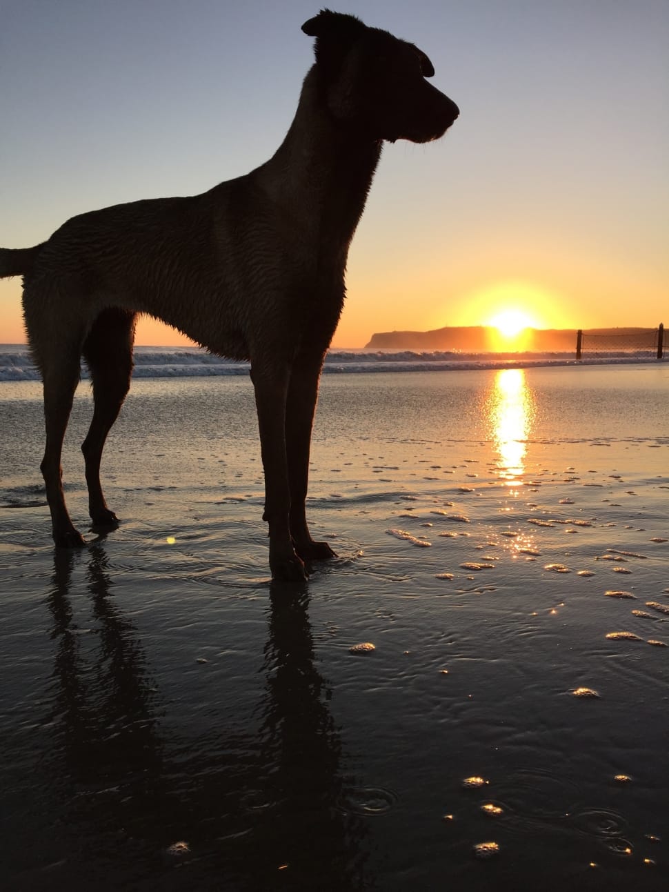 silhouette photo of medium dog on water preview