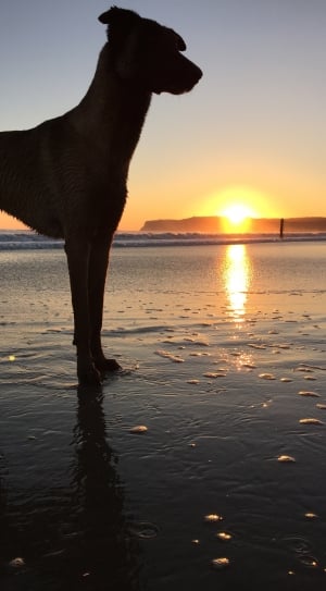 silhouette photo of medium dog on water thumbnail