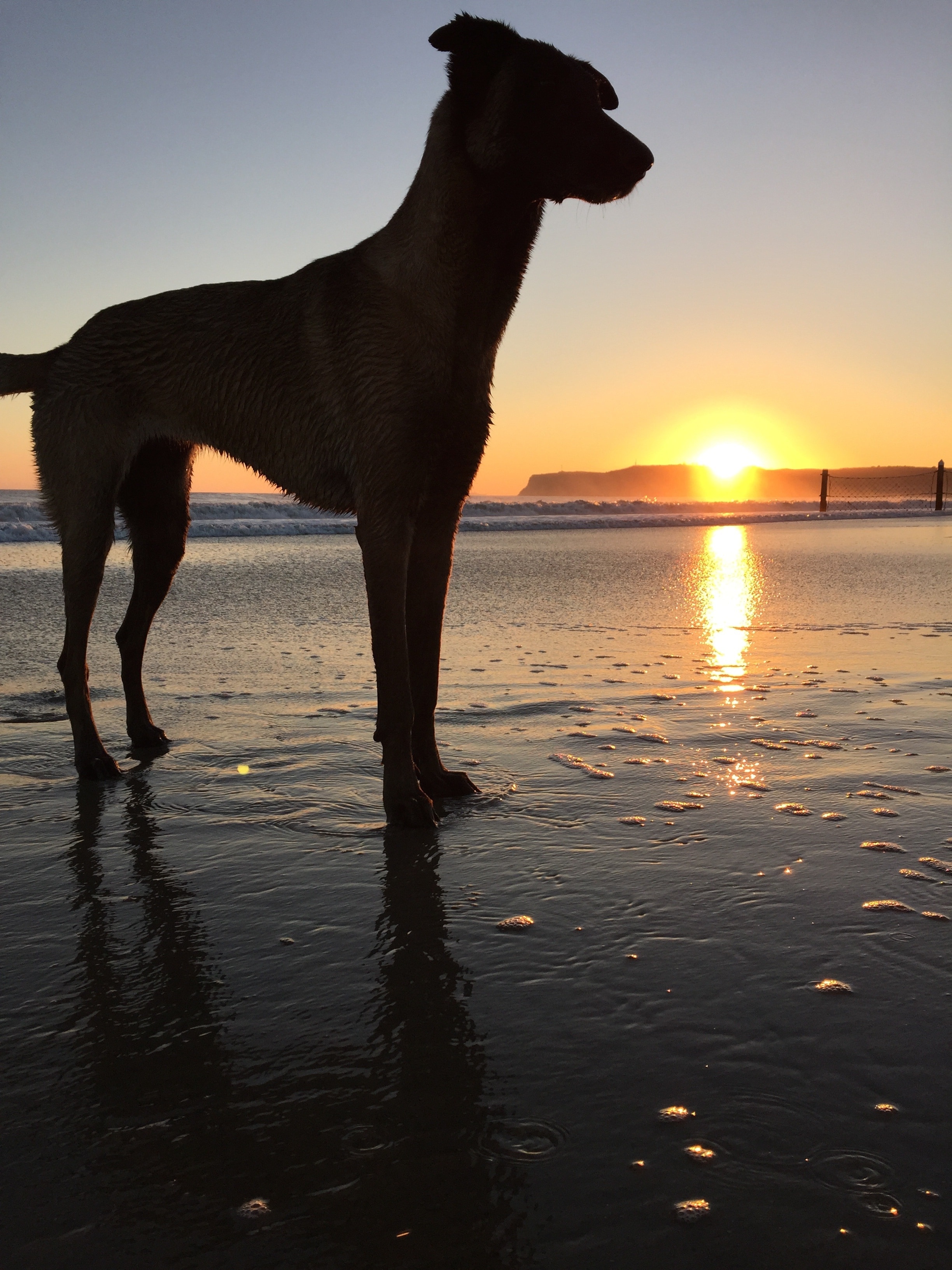 silhouette photo of medium dog on water