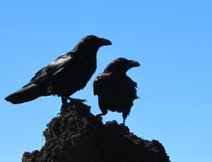 2 crows thumbnail