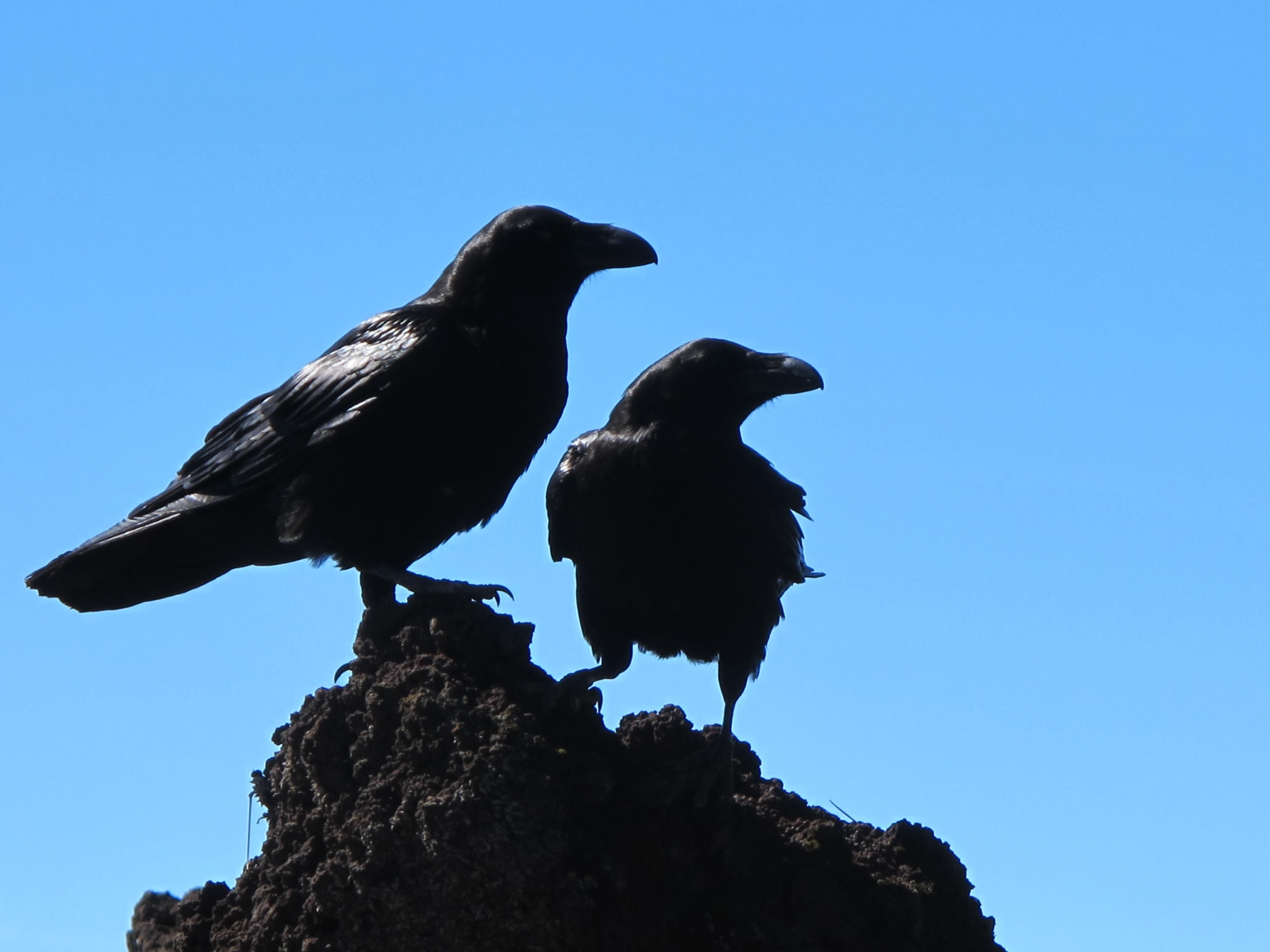 2 crows