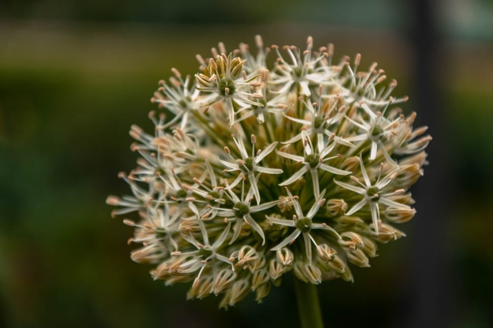 white allium in close up photography preview