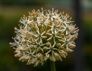 white allium in close up photography thumbnail