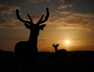 silhouette of reindeers thumbnail