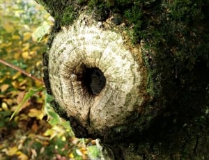 tree stump thumbnail