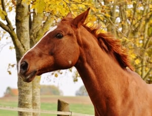 Ride, Reiterhof, Animal, Horse, Brown, horse, domestic animals thumbnail