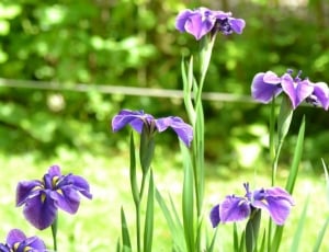 five-petaled purple flowers thumbnail