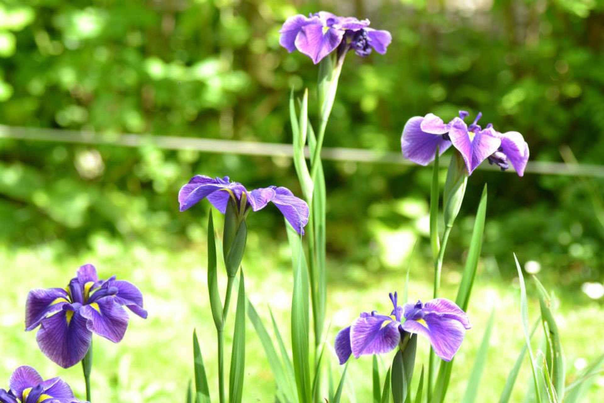 five-petaled purple flowers