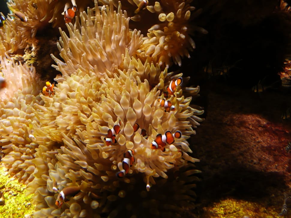 photography of Clown fish preview