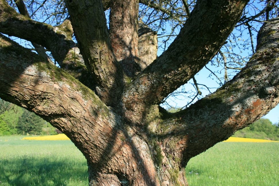 Tree, Aesthetic, Meadow, Nature, tree, tree trunk free image | Peakpx