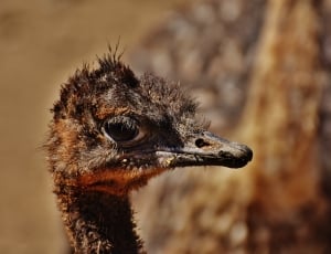 black ostrich thumbnail