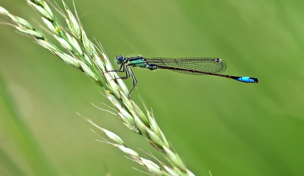 black and blue damselfly preview