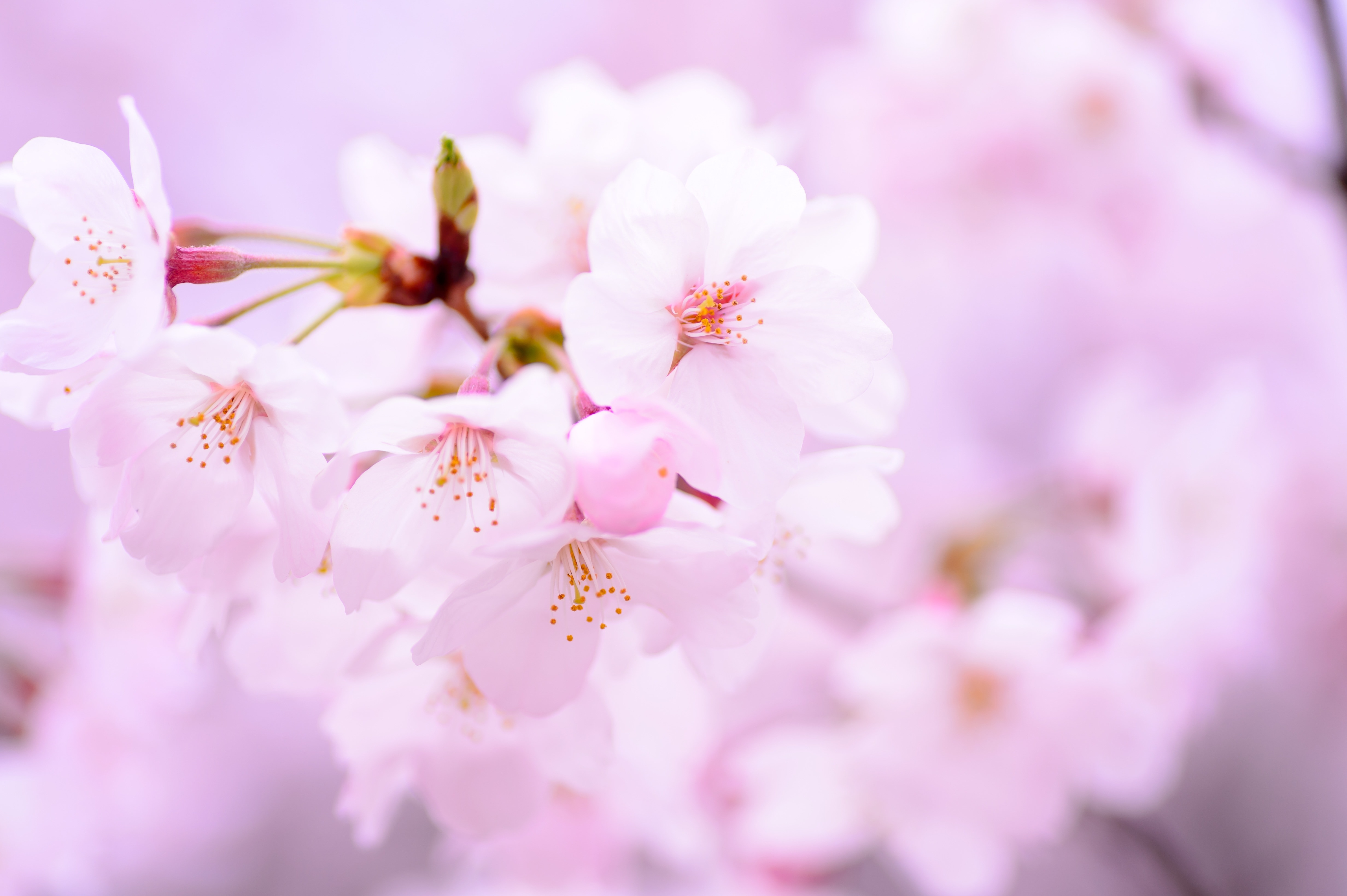 pink sakura free image | Peakpx