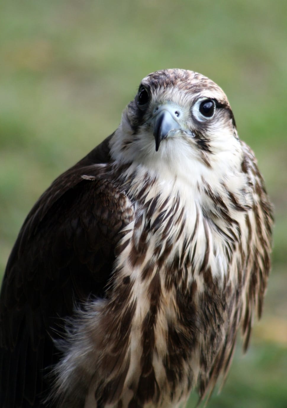 brown falcon preview