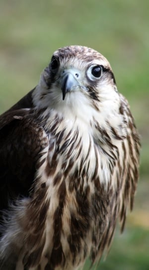 brown falcon thumbnail