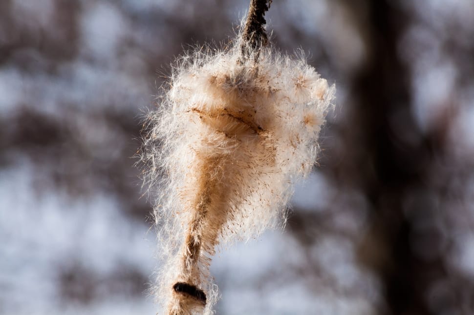 white feather preview