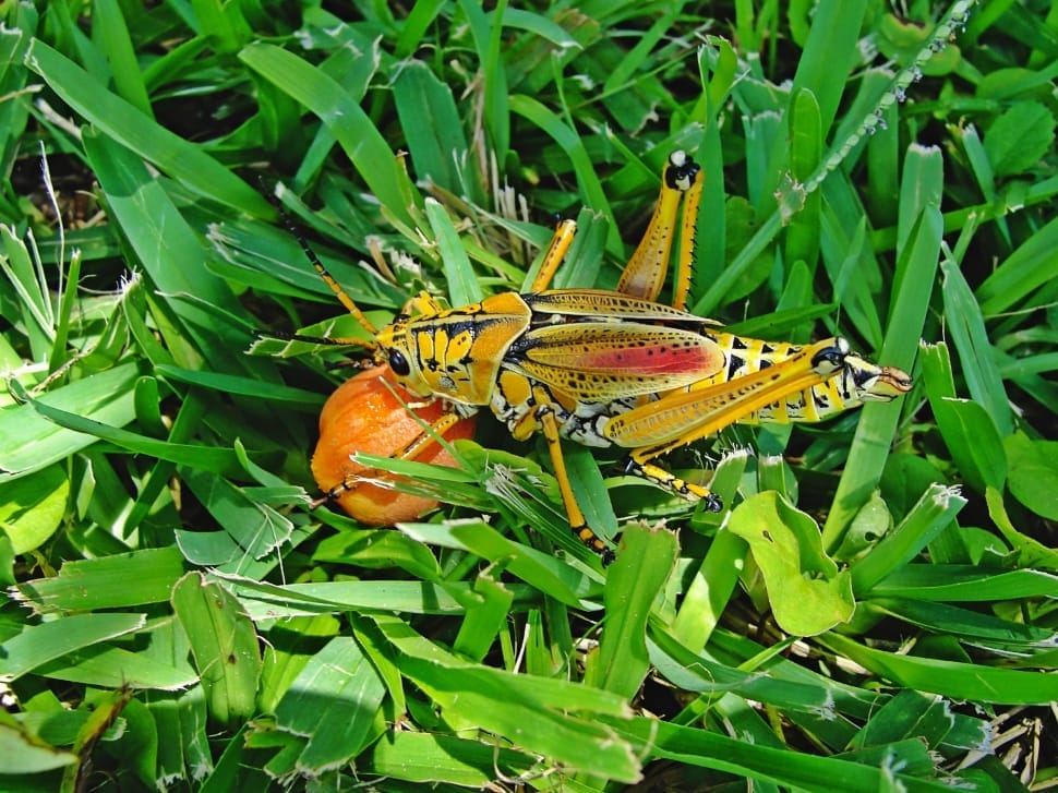 eastern lubber grasshopper preview