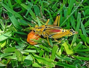 eastern lubber grasshopper thumbnail