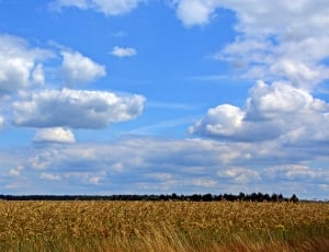 Landscape, Sky, Clouds, Cereals, Field, agriculture, field thumbnail