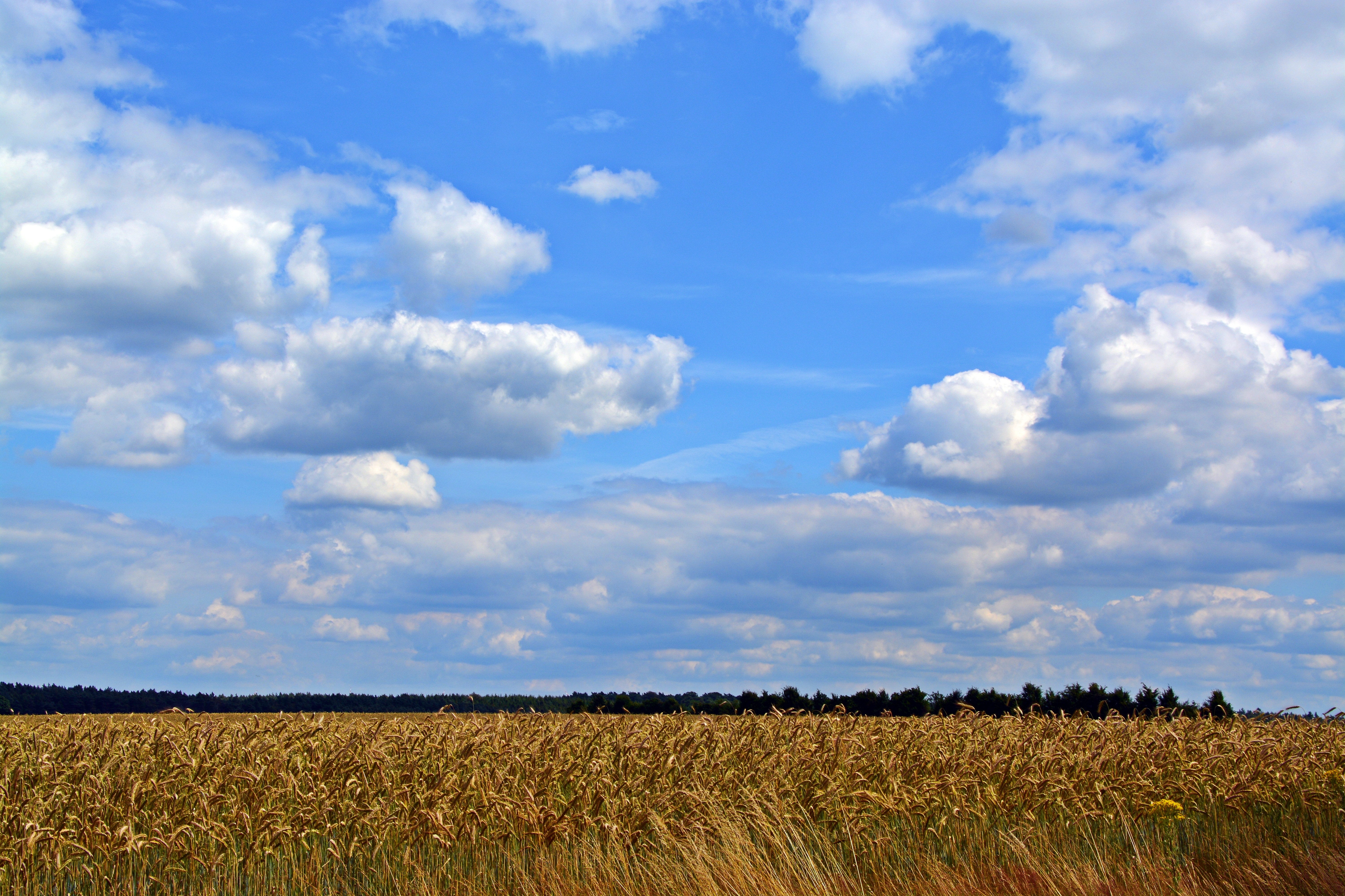 Landscape, Sky, Clouds, Cereals, Field, agriculture, field
