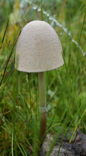 Mushroom, Umbrella, Grassland, growth, mushroom thumbnail