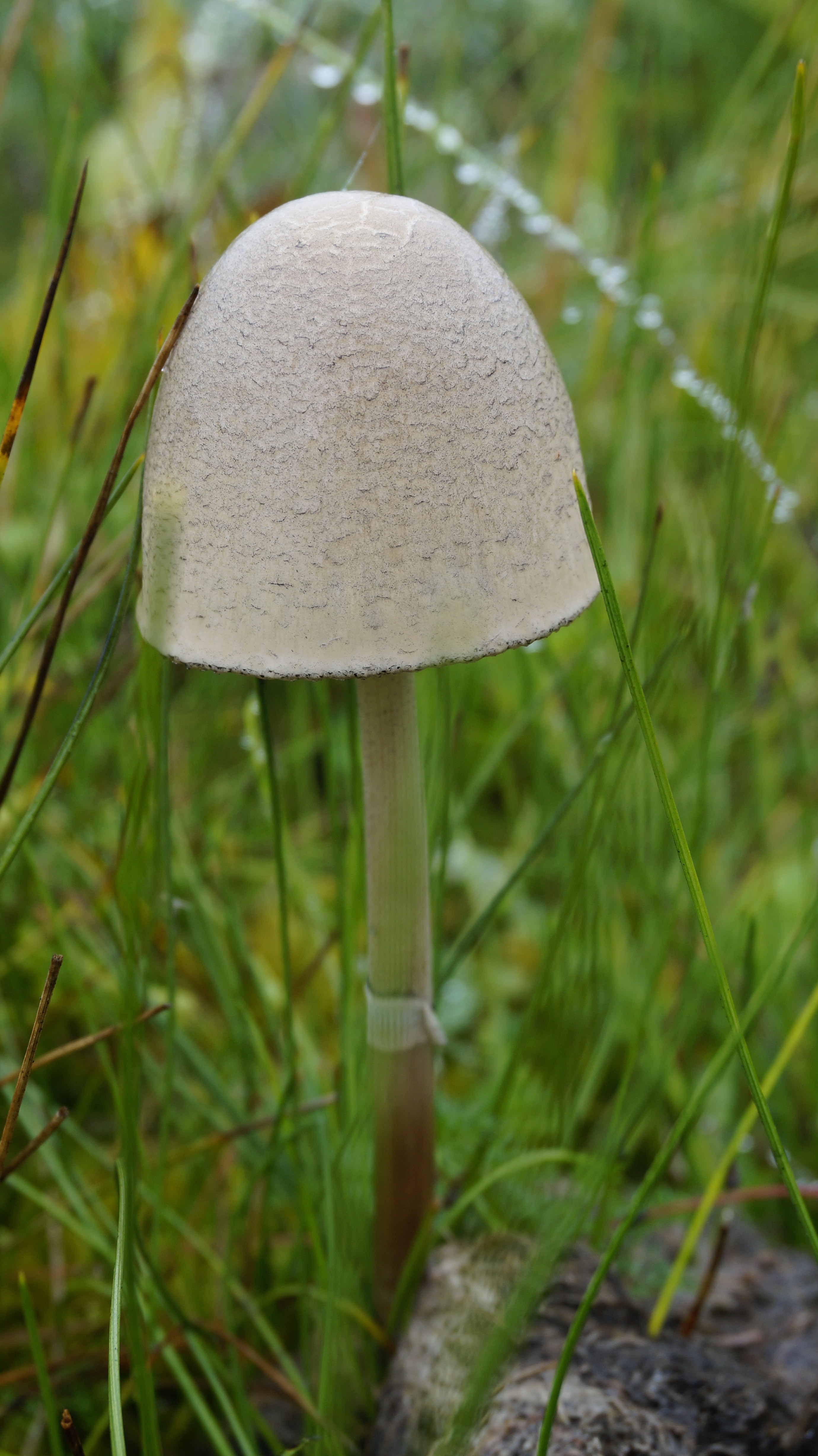 Mushroom, Umbrella, Grassland, growth, mushroom
