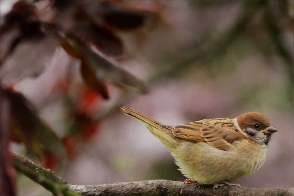 Tree, Sparrow, Songbird, Sperling, Bird, bird, animal themes preview
