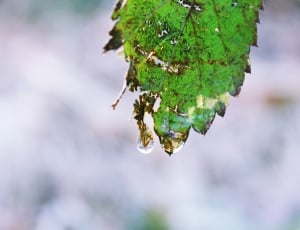 green leaf with water drop photography thumbnail