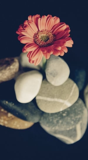 pink petaled flower in close up photography thumbnail