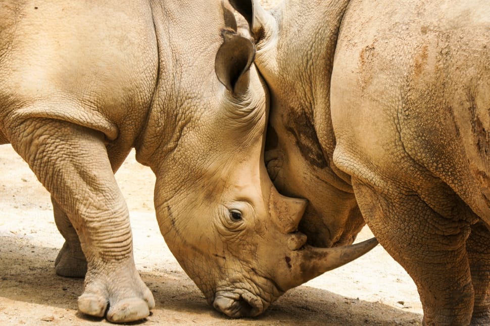 2 brown rhino preview