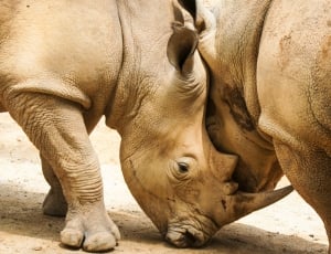 2 brown rhino thumbnail
