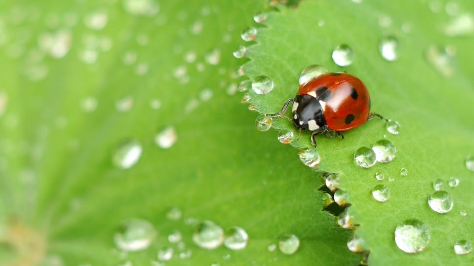 Beetle, Water Droplets, Insect, Ladybug, green color, one animal preview