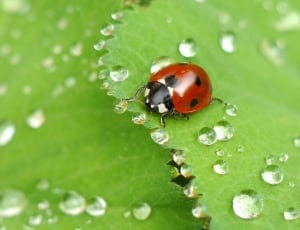 Beetle, Water Droplets, Insect, Ladybug, green color, one animal thumbnail