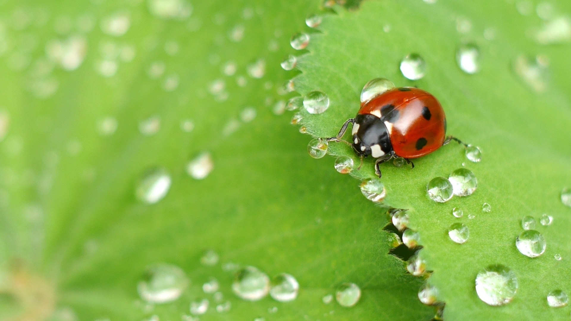 Beetle, Water Droplets, Insect, Ladybug, green color, one animal